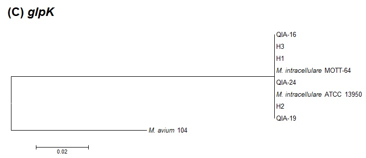 동물 유래 (QIA-16, -19, -24) 및 사람 유래 (H1, H2, H3) 균주의 murC, recA, 그리고 glpK 유전자 분석을 통한 계통수.