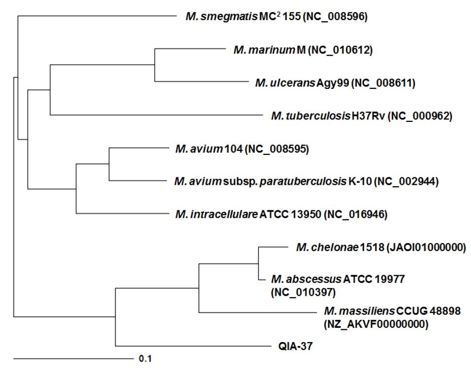 QIA-37 균주의 전체 유전체 염기서열을 기존에 보고된 미코박테리아 전체 유전체 염기서열과 함께 align하여 구축한 계통수
