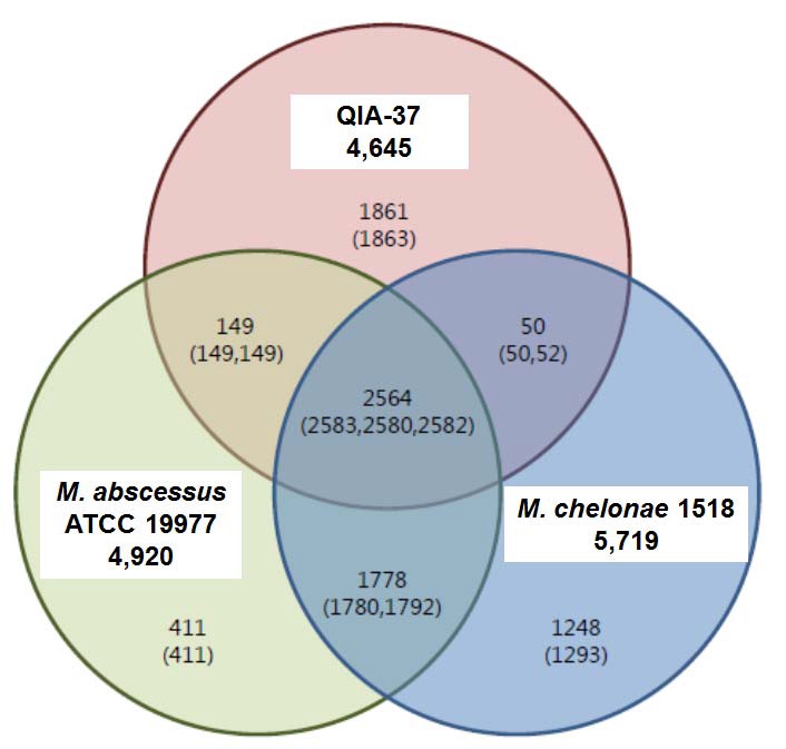 QIA-37, M. abscessus ATCC 19977, 그리고 M. chelonae 1518 균주의 core genome을 비교하여 venn diagram으로 도식화한 그림.