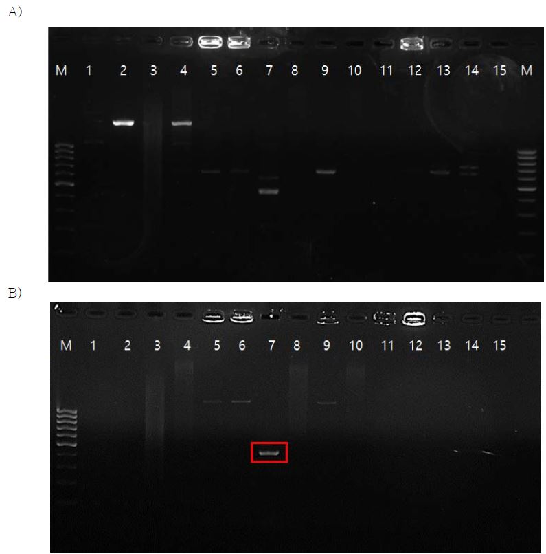 10종의 reference strain의 DNA를 주형으로 하여 선정한 진단 마커용 프라이머 세트로 PCR한 결과.