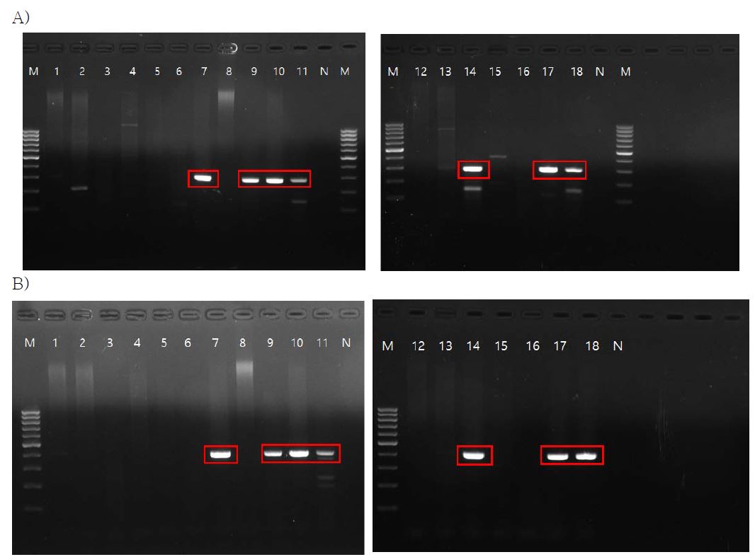NTM으로 분류된 검역원 균주의 DNA를 주형으로 하여 선정한 진단 마커용 프라이머 세트로 PCR한 결과.