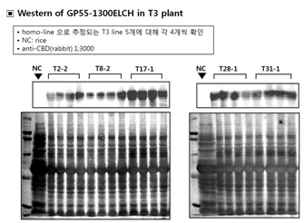 Expression of E2 protein in transgenic plant at T3 generation.