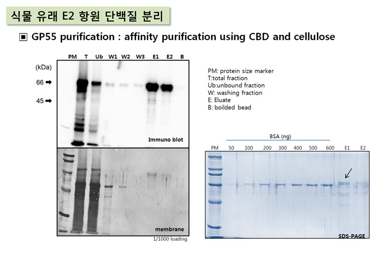 Purification of plant-made E2 protein via affinity chromatography