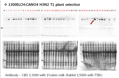 Expression of SIV-HA protein in transgenic plant at T1 generation.