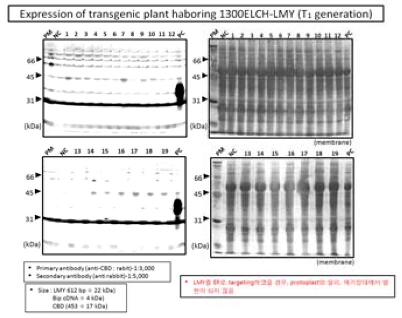 Expression test of ELCH/CLC LMY in Arabidopsis protoplasts