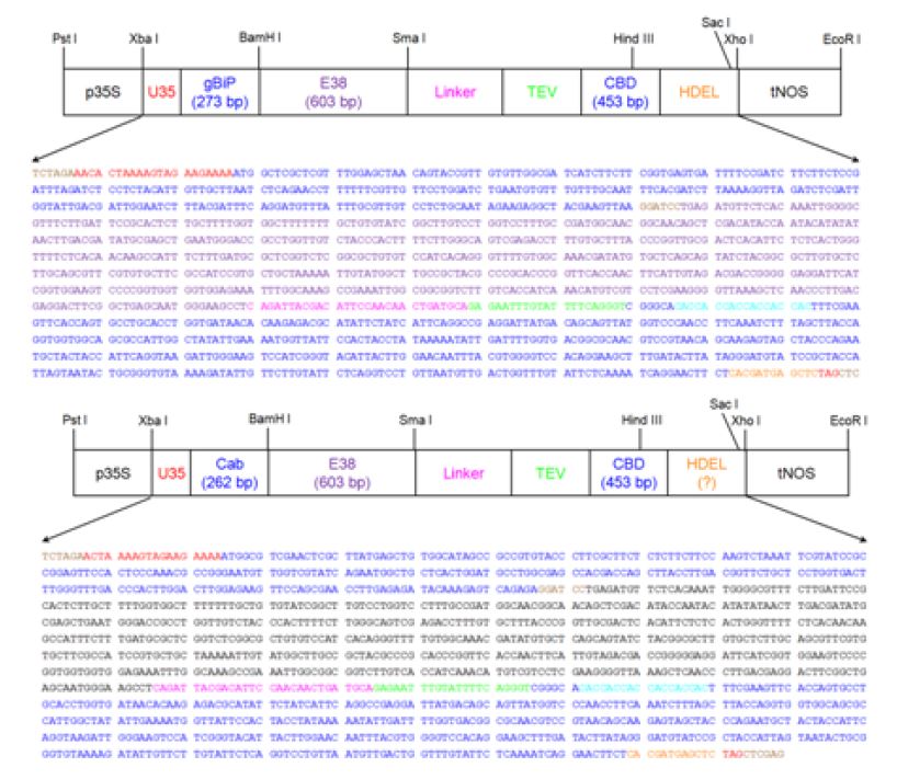 Scheme of plant expression vector of E38 antigen targeted to ER and Chloroplast