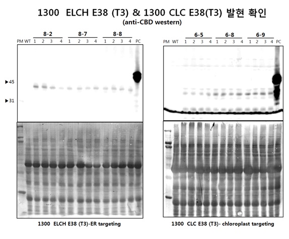 Expression level of selected E38 transgenic plant as homo-line at T3 generation