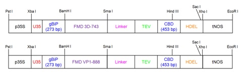 Scheme of plant expression vector of FMD 3D-743 and VP1-888 antigen targeted to ER