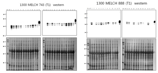 Expression of 3D-743 and VP1-888 protein in transgenic plant at T1 generation.