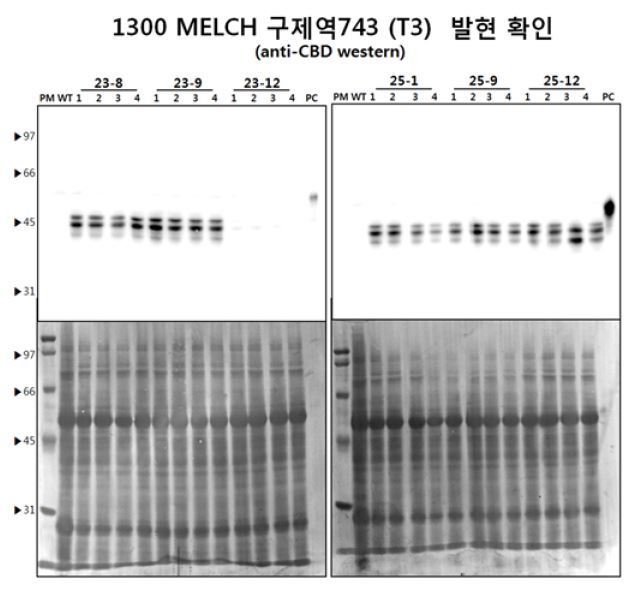 Expression level of selected FMD 743 transgenic plant as homo-line at T3 generation