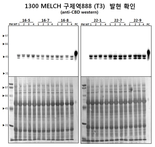 Expression level of selected FMD 888 transgenic plant as homo-line at T3 generation