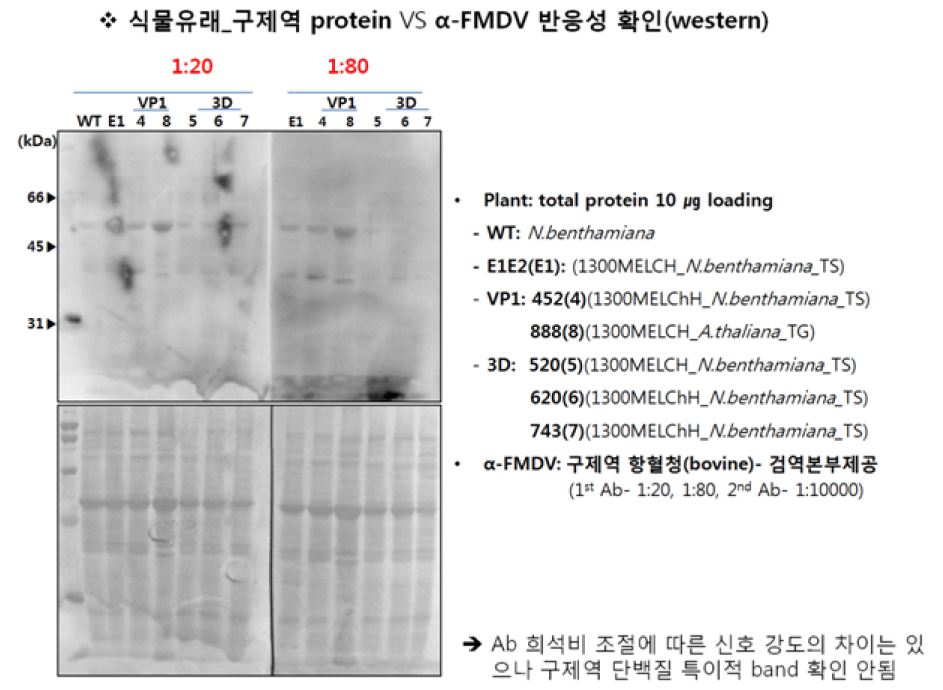 Antigenicity of pmFMD prptein, VP1 and 3D by anti-FMDV serum provided by QIA
