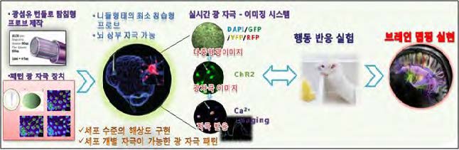 광자극기 결합 칼슘이미지 시스템 활용 연구 흐름도