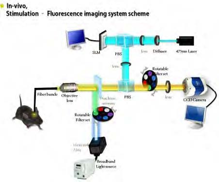 in-vivo, 전체 광자극기 결합 칼슘 이미지 시스템 설계도