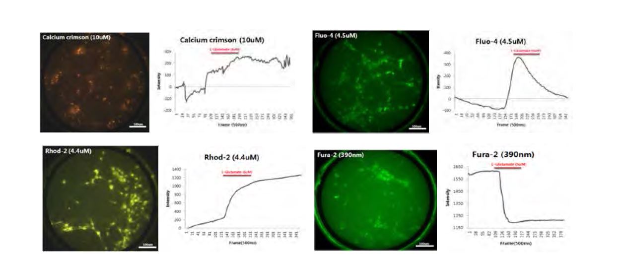 칼슘 인디케이터 별, L-glutamate(4.5uM)에 의해 유도된 Hippocampal neuron의 칼슘 이미지 측정