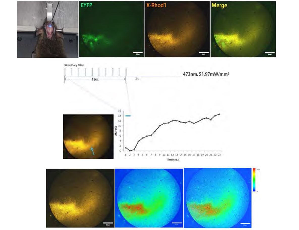 In-vivo, X-Rhod-1 Ca2+ imaging using whole pattern light stimulation of Ad-CMV-hChR2(H134R)-EYFP and X-rhod1 injected mouse brian (2days post injection), Light stimulation parameters : Frequency : 10Hz(duty10%), Duration: 1s, Interval: 2s