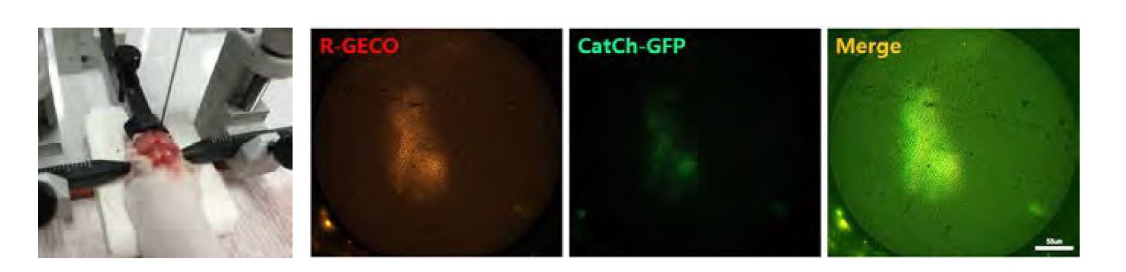 Co-localization image of R-GECO and Catch-GFP and Picture of in-vivo experiment