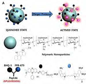 Active matrix metalloproteinase-2 (MMP-2) nanoprobe