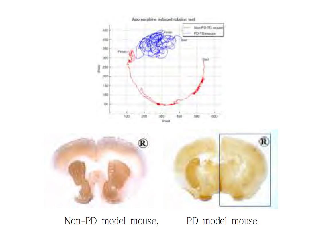 행동평가방법과 TH-면역염색기법을 이용한 PD 모델검증
