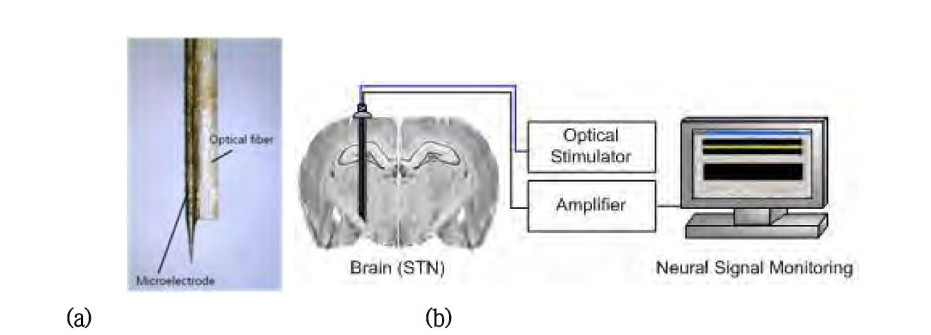 시상및핵에서의 광자극 및 신경신호 계측을 위한 (a) 전극 및 (b)시스템 모식도