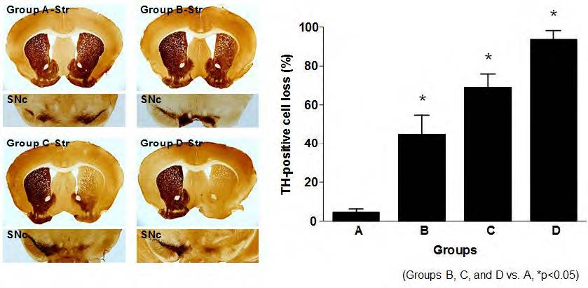 초기, 중기, 말기 파킨슨병 모델과 대조군에서의 TH 세포 감소. TH-positive 세포의 감소변화 확인 결과 각각의 단계를 대변할 수 있는 세포 감소가 일어났음을 확인. Group A: 대조군, Group B: 초기 파킨슨병 모델, Group C: 중기 파킨슨병 모델, Group D: 말기 파킨슨병 모델