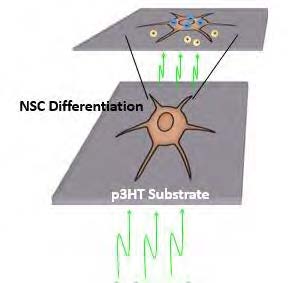 p3HT 광반응성 표면에 신경줄기세포를 배양한 후 광자극을 통한 분화거동 분석