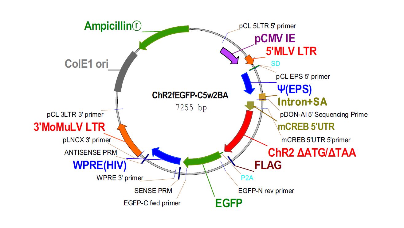 Channelrhodopsin을 pC5w2 vector에 subclonning을 진행하였음