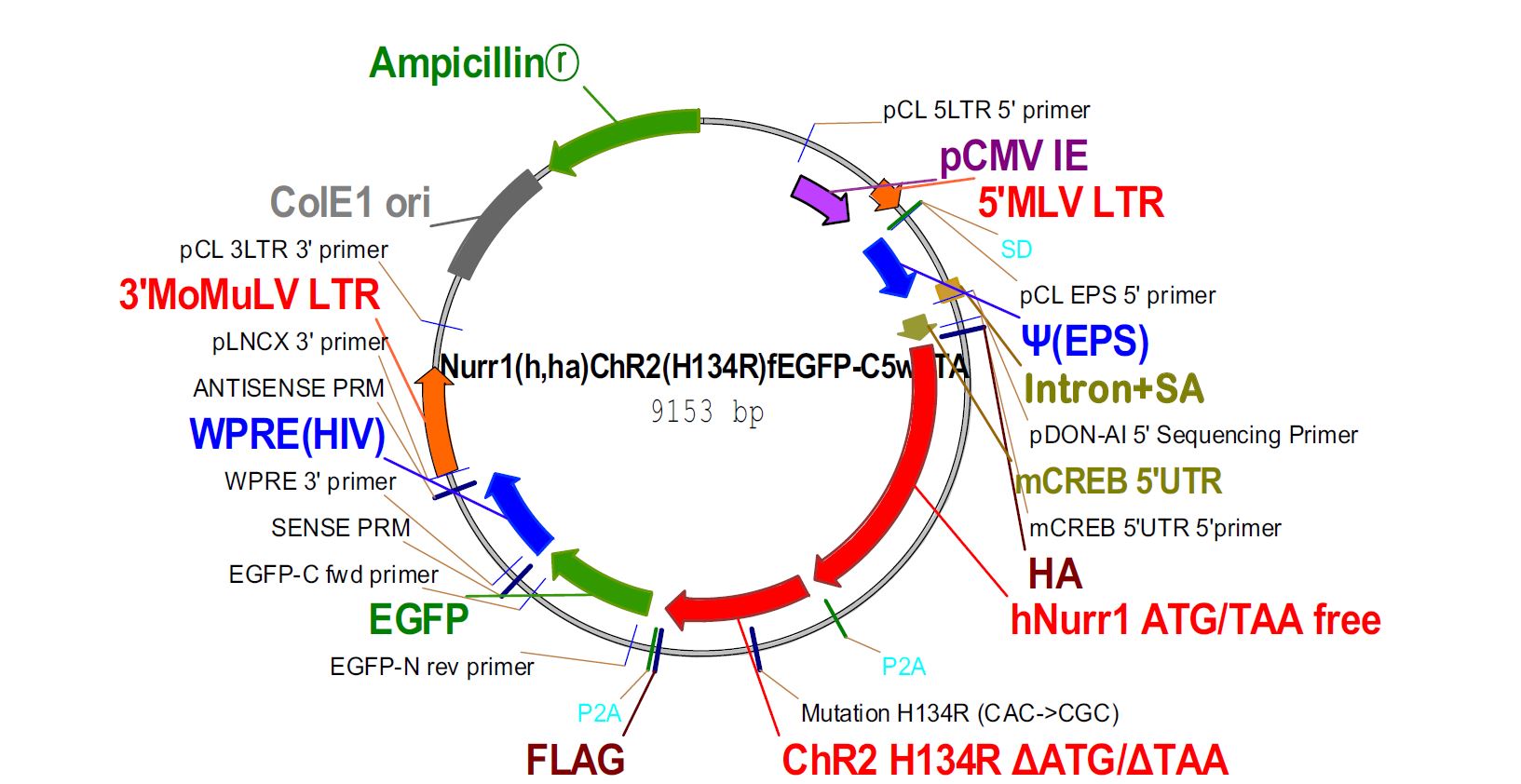 ChR2(H134R) mutant가 있는 construct에 도파민 신경세포유도 인자인 Nurr1을 연결 및 P2A시퀀스로 EGFP를 연결함으로서 Nurr1 및 ChR2과 EGFP를 동시에 발현시키고자 하였음