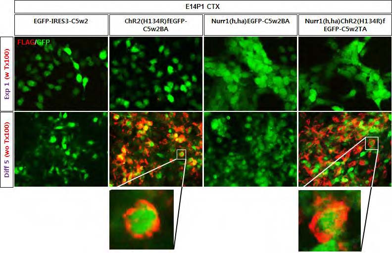 ChR2와 ChR2(H134R)가 정확히 membrane에 발현하였음