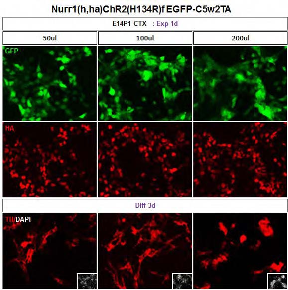 도파민 신경 유도인자인 Nurr1과 ChR2가 같이 발현되는 virus가 expansion시기와 differentiation시기에 제대로 된 기능을 하고 있었음