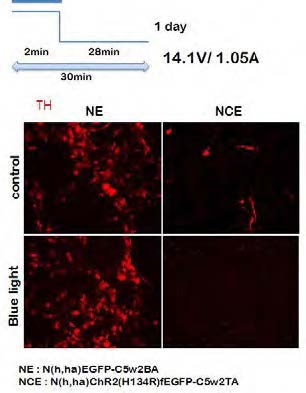 14.1V/1.05A – 51mW에서 ChR의 발현을 통한 TH변화 관찰