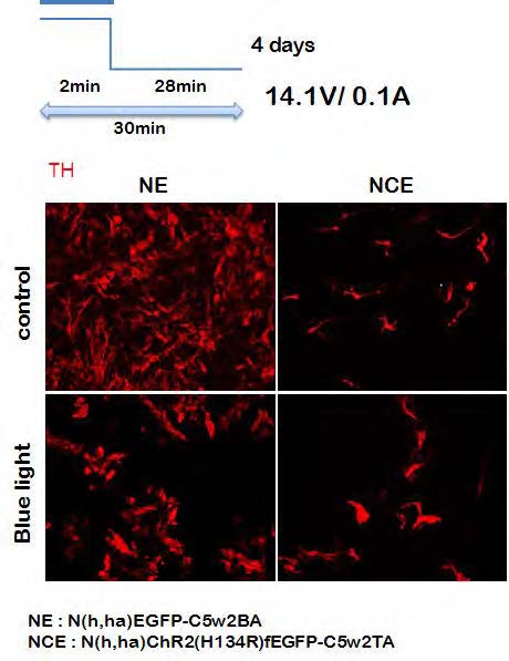 14.1V/0.1A – 7.4mW에서 ChR2의 발현을 통한 TH 변화 관찰