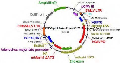 레트로바이러스 hGAVPO-pUAS-Ascl1(m)-3’UTR Reverse-C5w3