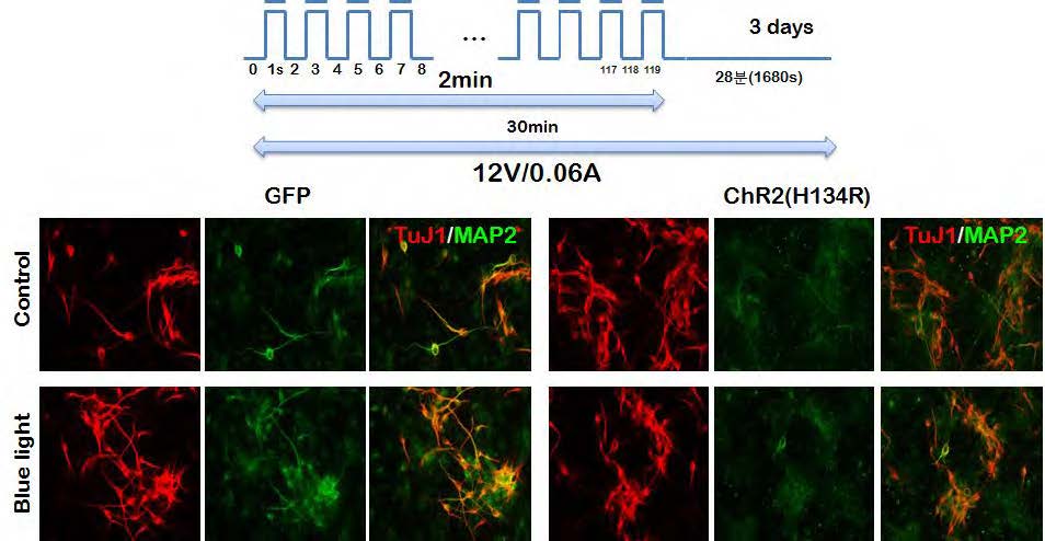 12V/0.06A(5.7mW) 조건에서 실험을 진행하였지만 TuJ1과 MAP2에서 큰 차이를 보지못하였음 GFP : BsdEGFP-CL, ChR2(H134R):ChR2(H134R)fEGFP-C5w2BA
