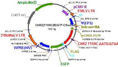 레트로바이러스 ChR2(T159C)fEGFP-C5w2BA subcloning