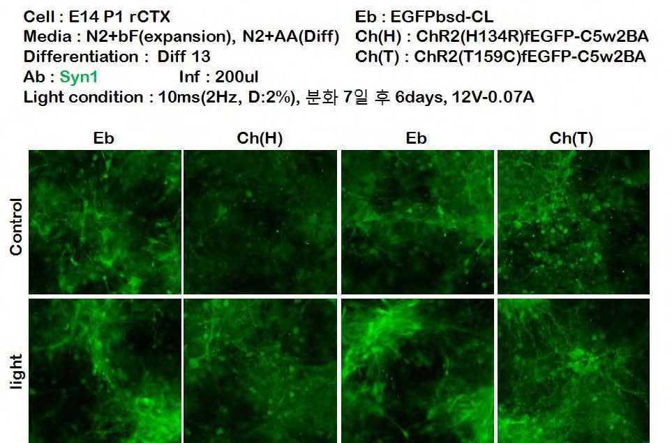 ChR2(H134R) mutant와 ChR2(T159C) mutant비교하여 synapsin I을 관찰한 결과 - 12V/0.07A(0.4mW) 1초씩 24시간 조사 조건의 실험