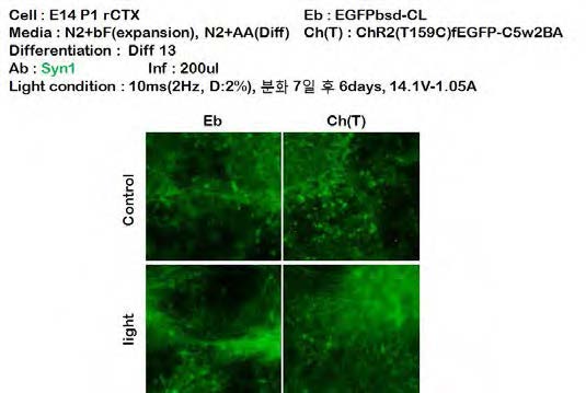 ChR2(T159C) mutant에서 더욱 효과가 좋게 나타난 것을 관찰 - 14.1V/1.05A(2mW) 1분간 빛 조사/29분간 휴지기 조건의 실험