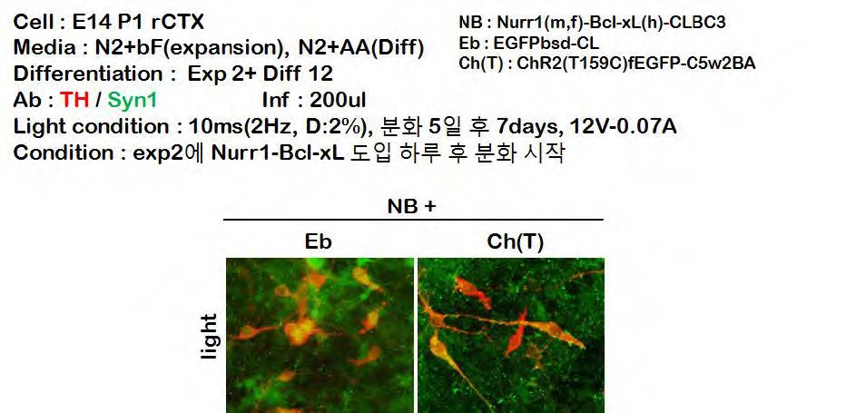 ChR2(T159C) mutant에서 TH와 Syn1의 Co-labeling을 관찰함