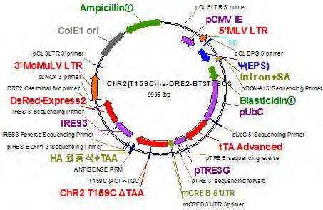 ChR2(T159C)ha –DRE2- BT3T5BC3 construct를 만듦