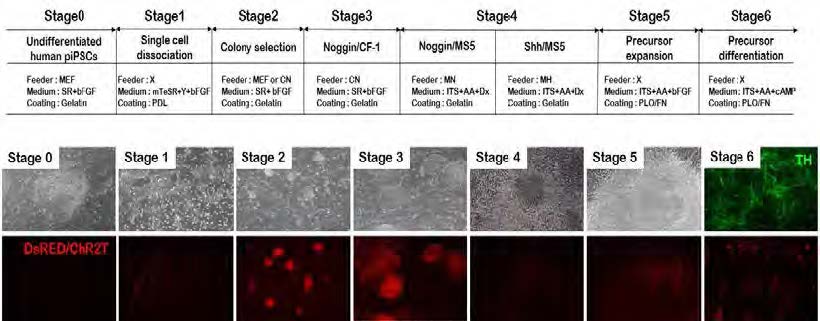 ChR2(T159C)ha-DRE2-BT3T5BC3가 infection된 protein human iPS-derived neural precursor cell이 만들어지는 모식도