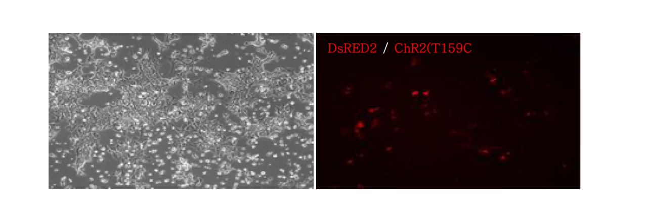 ChR2(T159C)ha-DRE2-BT3T5BC3 retrovirus를 infection한 후, 다음 날 DRE2의 발현을 관찰함