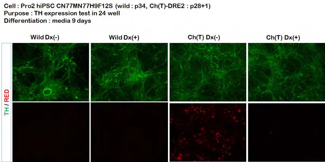 Dopaminergic marker인 TH를 발현함으로서 실험에 적합한 neuron을 만들었음)