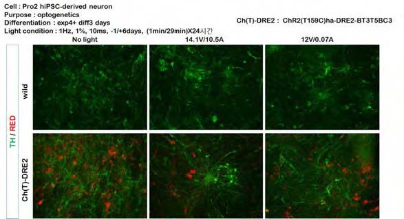 hiPS-derived DA neuron에 rat corical cell과 비슷한 조건으로 하여 TH염색 결과의 변화를 관찰하였음