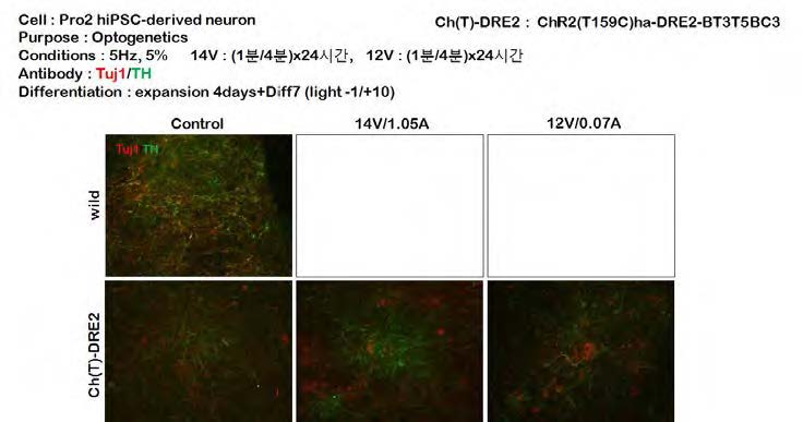 치사량이라고 생각하는 빛의 양을 주었을 때 control cell이 보다 빨리 약해졌고 ChR2가 들어간 cell은 차이가 날 만큼 좋진 않았지만 약해져있는 상태였음