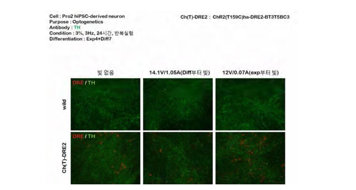 29-A의 조건을 반복실험을 진행하였으나, 전과는 다르게 큰 차이가 나지 않았음