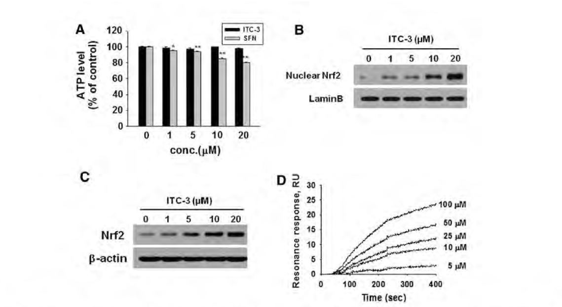 ITC-3 elevates nuclear and total Nrf2 and binds to Keap1. BV-2 cells were treated with various concentrations of ITC-3 (a-c)