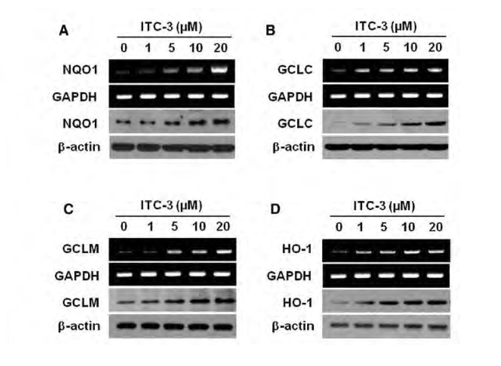 ITC-3 induces Nrf2-dependent antioxidant enzyme genes in microglia. BV-2 cells were treated with ITC-3 at indicated concentrations