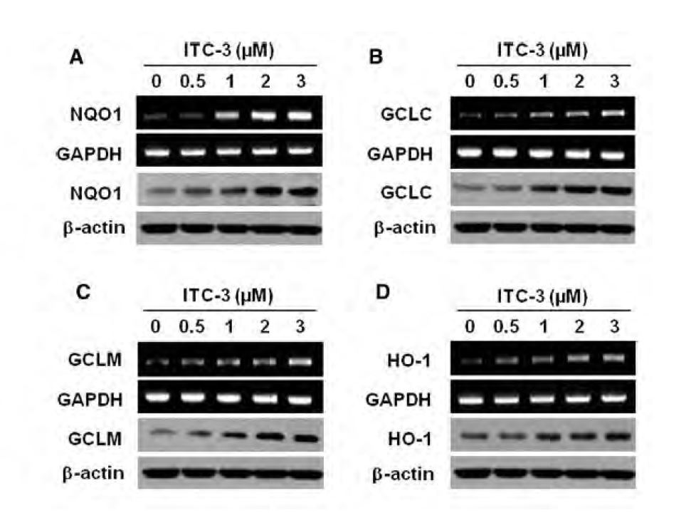 ITC-3 induces antioxidant enzymes in DAergic neuronal cell CATH.a cells were treated with ITC-3 at indicated concentrations