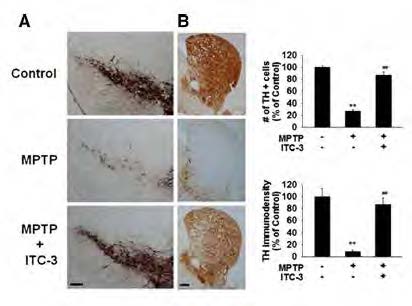 ITC-3 is neuroprotective and induces antioxidant enzymes in nigral DAergic neurons in PD animal model. ITC-3 was admin-istered into MPTP-elicited mice as desceibed in Methods