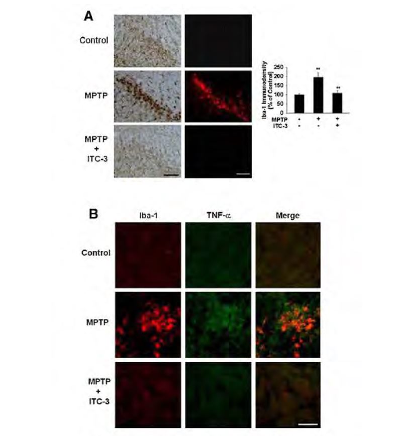 ITC-3 suppresses microglial activation and TNF-α production in a PD animal model. a SN sections were immunostained for Iba-1 to identify microglial cell